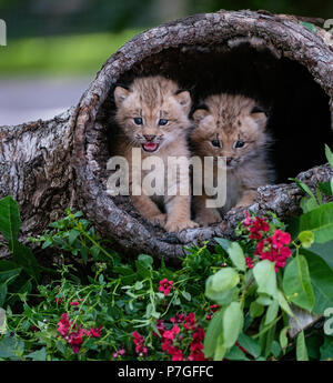 Two Canadian lynx kittens share space in a hollowed-out log. Stock Photo