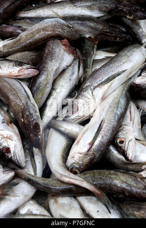 Fresh Whiting Fresh whiting fishes at fish market (mezgit Stock Photo - Alamy