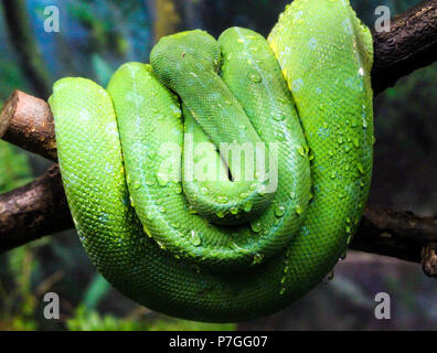 Close-up view of a green tree python Morelia viridis  Stock Photo