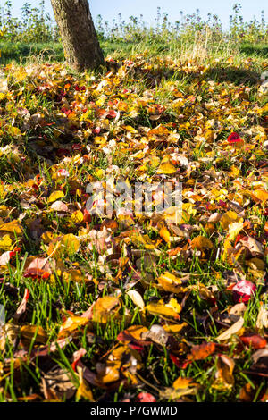 Meadow and grass covered with with colourful autumn foliage with tree trunk in the background, Luxembourg, Central Europe Stock Photo
