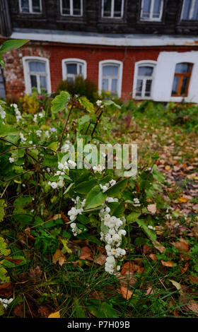 Wild white berry fruits at garden in spring time. Stock Photo