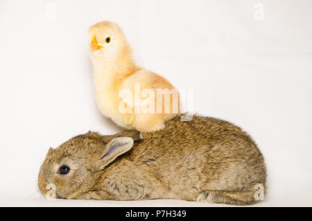 Portrait of funny animals: baby chick over bunny isolated on grey background Stock Photo