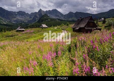 cabaña, Valle de gasienicowa , parque nacional Tatra, voivodato de la Pequeña Polonia, Cárpatos,  Polonia, europe. Stock Photo