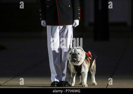 Sergeant Chesty XIV stands at attention during a Friday Evening Parade at Marine Barracks Washington D.C., June 29, 2018. The guest of honor for the ceremony was the Under Secretary of the Navy, Thomas B. Modly, and the hosting official was the Assistant Commandant of the Marine Corps, Gen. Glenn M. Walters. Stock Photo