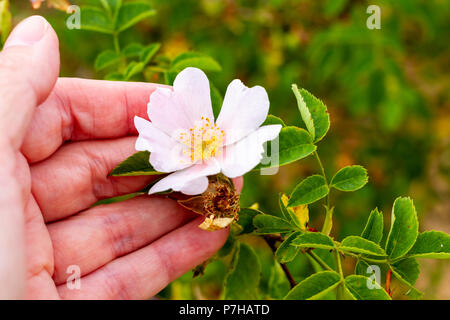 Rosa canina, Dog-rose flower being held/shown by a female hand, Dorset, England, United Kingdom Stock Photo