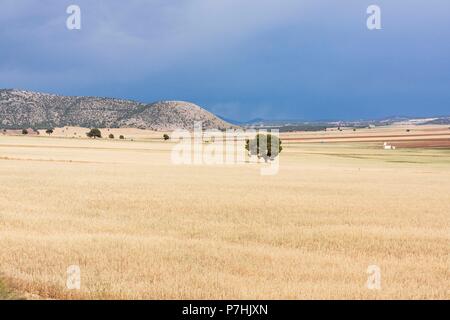 campo de cereales bajo un cielo de lluvia, Murcia, Spain. Stock Photo