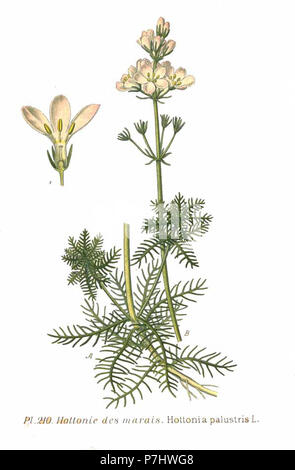 210 Hottonia palustris L. Stock Photo