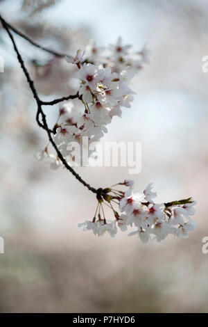 Japanese cherry blossoms. Stock Photo