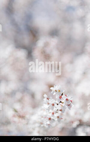 Japanese cherry blossoms. Stock Photo