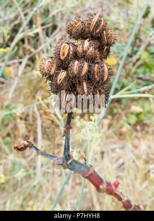 Castor Bean/ Castor oil plant seeds (Ricinus communis) Stock Photo