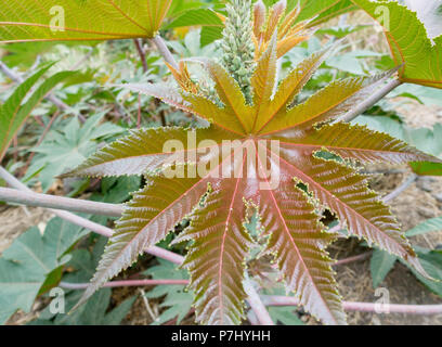 Castor Bean/ Castor oil plant seeds (Ricinus communis) Stock Photo