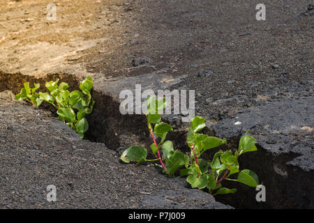 Young plant growing in the cracked ground in stone. At light with. New life growth ecology business financial concept.