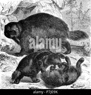 Vintage engraving of wolverine animals playing together. Wolverine is a muscular carnivore mustelidae resembling a bear and lives in Nordic cold regions. Stock Photo