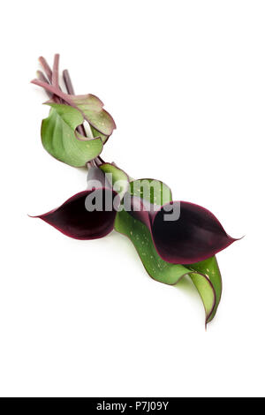 Closeup shot of dark purple calla on white  background. Stock Photo
