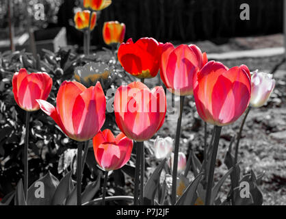 The classic Red Tulips on the black and white background. Darwin Hybrid Oxford Tulips against black and white background. Red tulips look transparent  Stock Photo