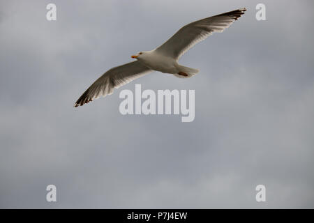 Seagull in flight over the North Sea Stock Photo
