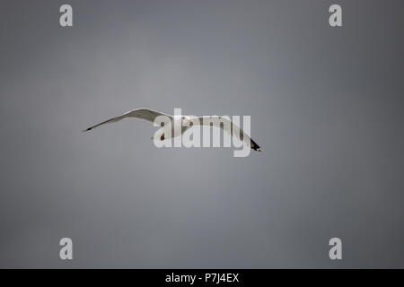 Seagull in flight over the North Sea Stock Photo