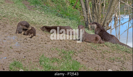 British Otter, Lutra Lutra Surrey, Captive Stock Photo