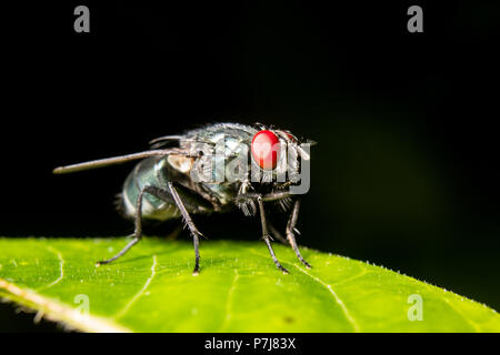 A green fly rests on a leaf. Stock Photo