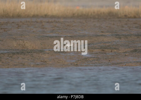 Mud flats at Norfolk wetland UK Stock Photo