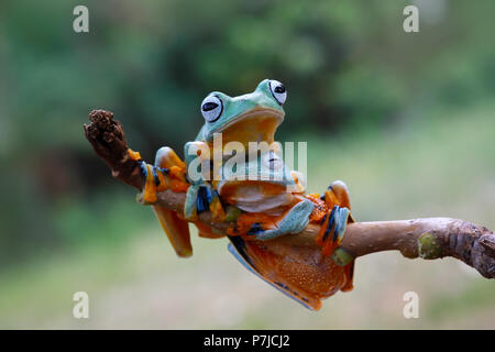 Two Javan tree frogs on a branch Stock Photo