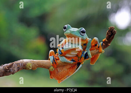 Two Javan tree frogs on a branch Stock Photo