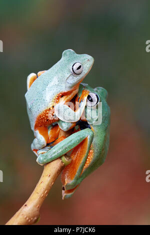Two Javan tree frogs on a branch Stock Photo