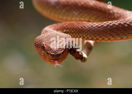 Portrait of Bush viper (Atheris squamigera) on a branch on black back  ground Stock Photo - Alamy