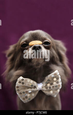 Chihuahua sitting and wearing a bow tie in front of a white background ...