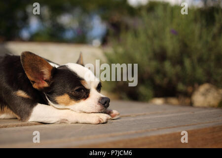 Chihuahua dog lying on a patio terrace Stock Photo