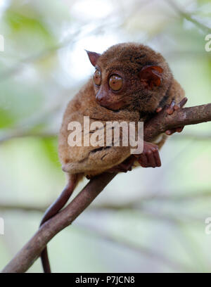 Tarsier primate sitting in a tree Stock Photo - Alamy