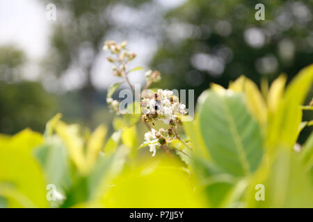 Closeup of bee on blackberry plant Stock Photo