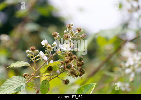 Honey Bee on blackberry flower Stock Photo