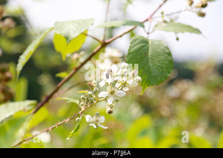 Honey bee on blackberry bush Stock Photo