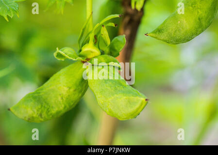 The seed pods of a Tibetan tree peony  (Paeonia ludlowii) Stock Photo