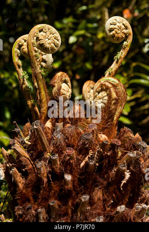 New growth of a Tree Fern Stock Photo