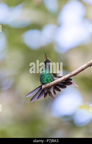 A wild adult Cuban emerald hummingbird, Chlorostilbon ricordii, Zapata National Park, Cuba. Stock Photo