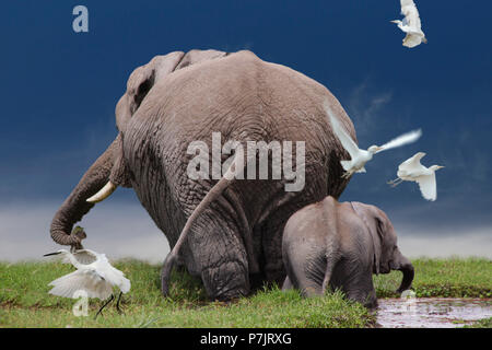 African bush elephants, Loxodonta africana, adult and juvenile, from behind, swampland, Amboseli National Park, Kenya, East Africa