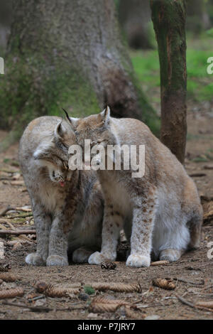 Eurasian lynxes or Northern lynxes, Lynx lynx, couple, affectionate Stock Photo