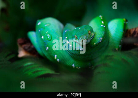 Green tree python, Morelia viridis, coiled up on branch, end outline Stock Photo