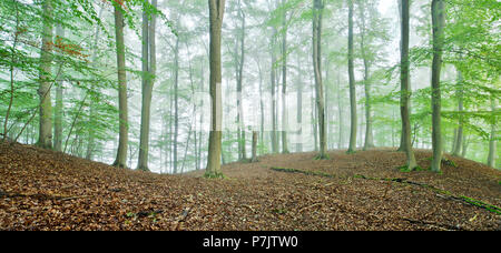 Germany, Mecklenburg-Western Pomerania, Müritz National Park, Teilgebiet Serrahn, UNESCO World Heritage - natural site, primeval beech forests of the Carpathian Mountains and old beech forests of Germany, untouched beech forest with fog Stock Photo