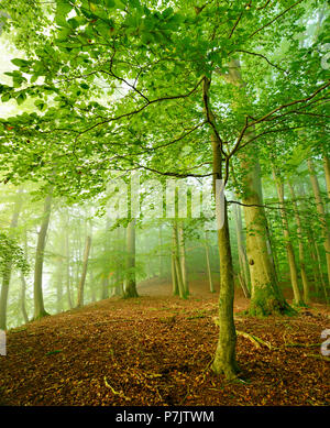 Germany, Mecklenburg-Western Pomerania, Müritz National Park, Teilgebiet Serrahn, UNESCO World Heritage - natural site, primeval beech forests of the Carpathian Mountains and old beech forests of Germany, untouched beech forest with fog, morning light Stock Photo