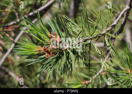Branch of Pinus peuce with leaves (needles) in fascicles (bundles) of five Stock Photo