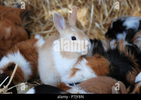 brown-white rabbit surrounded from guinea pigs in straw Stock Photo