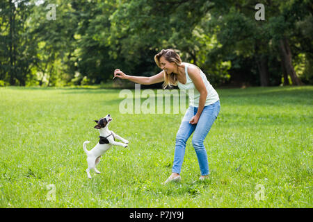 Beautiful woman enjoys feeding her cute dog Jack Russell Terrier in the nature. Stock Photo