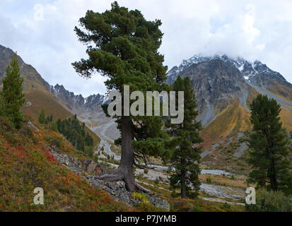 Austria, Tyrol, Kaunertal, Swiss stone pines in Verpeil Stock Photo