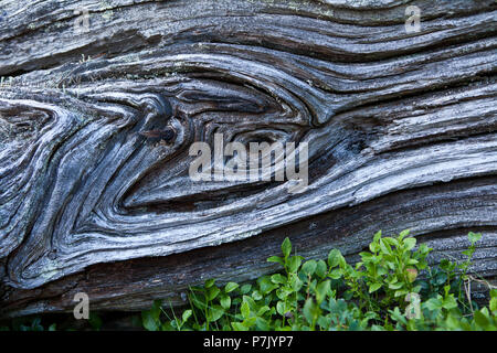 Swiss stone pine wood, weathered root Stock Photo
