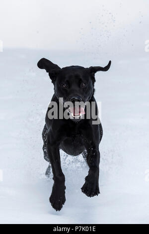 Black Labrador running with flying ears through the snow to the viewer, Stock Photo