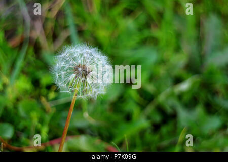 Close up of a white Dandelion flower head with so many tiny florets on blurred green field Stock Photo