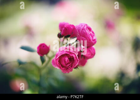 Pink roses in a garden, summer flowers Stock Photo